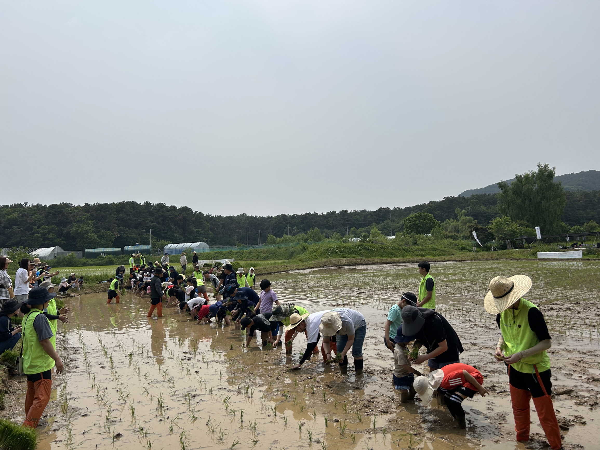 보도자료(상세) : HOME > 수원소식 > 보도자료 수원시 칠보생태환경체험교육관, 시민과 함께하는 전통 모내기 체험 행사 