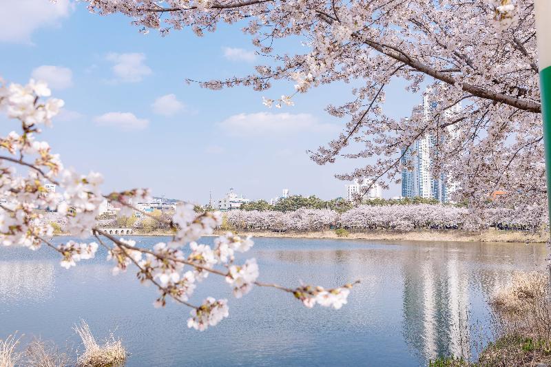 만석공원 벚꽃 전경 사진