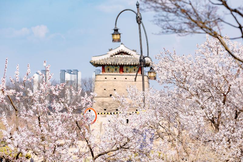 2025. 화서문, 서북공심돈, 서북각루 인근 봄꽃 사진