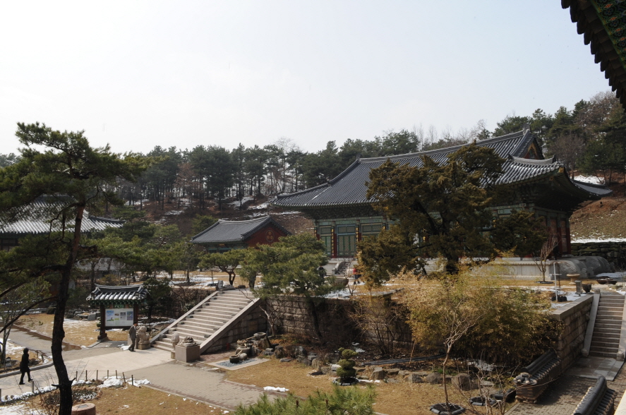 사찰과 함께 한 800년 수령향나무 사찰과 함께 한 800년 수령향나무