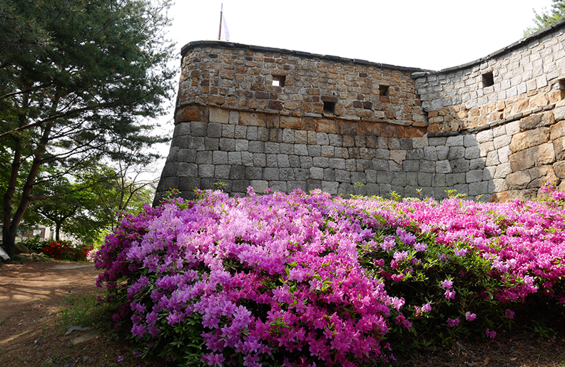 서삼치(西三雉) 이미지