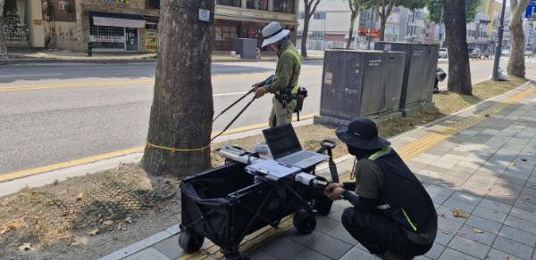 수원시, 태풍 대비해 관내 대형 노후 가로수 정밀 안전진단