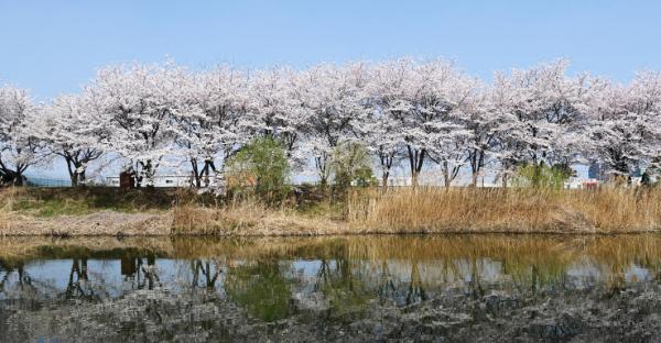 수원 벚꽃 명소 어디? 서호천·황구지천·광교저수지 봄길 따라 걷다
