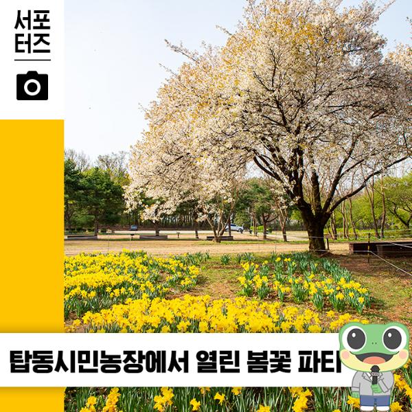 수선화와 꽃잔디 벚꽃비 흩날리는 수원탑동시민농장 ☆