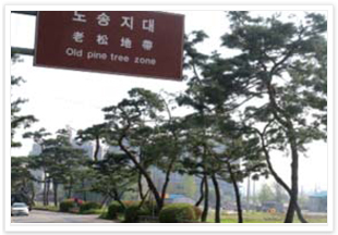 노송지대 사진