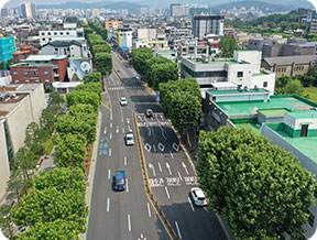 가로수 사진 1
