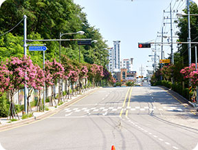 가로수 사진 3