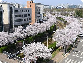 가로수 사진 4