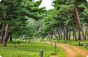 노송지대