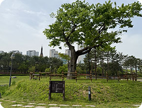 보호수 사진 1