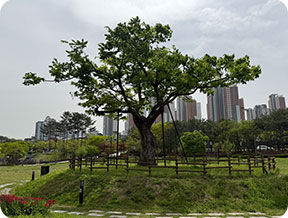 보호수 사진 2