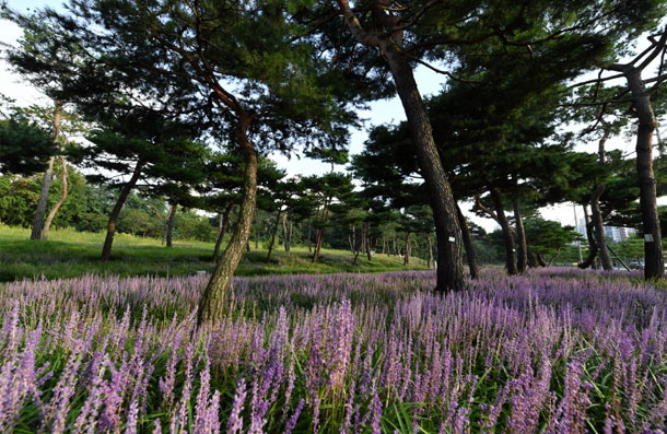 지지대고개(효행공원) 5