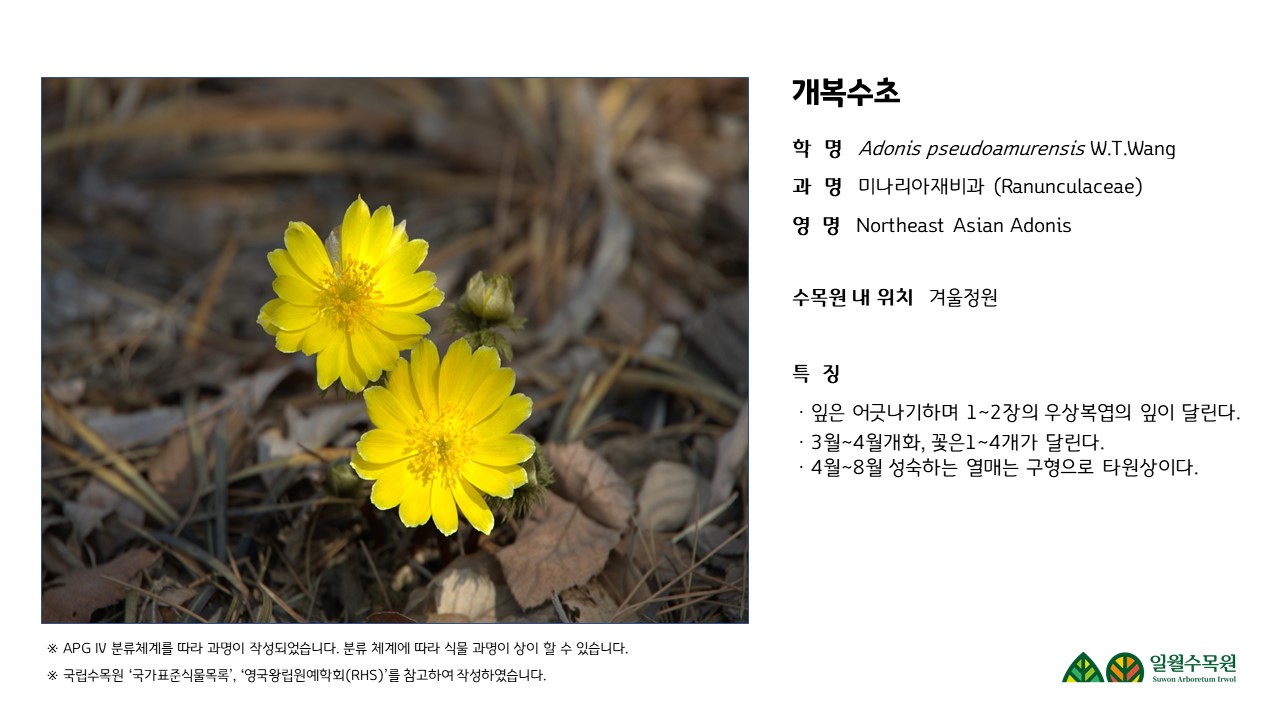 개복수초 학  명   Adonis pseudoamurensis W.T.Wang 과  명   미나리아재비과 (Ranunculaceae) 영  명   Northeast Asian Adonis  수목원 내 위치   겨울정원  특  징 ㆍ잎은 어긋나기하며 1~2장의 우상복엽의 잎이 달린다. ㆍ3월~4월개화, 꽃은1~4개가 달린다. ㆍ4월~8월 성숙하는 열매는 구형으로 타원상이다.