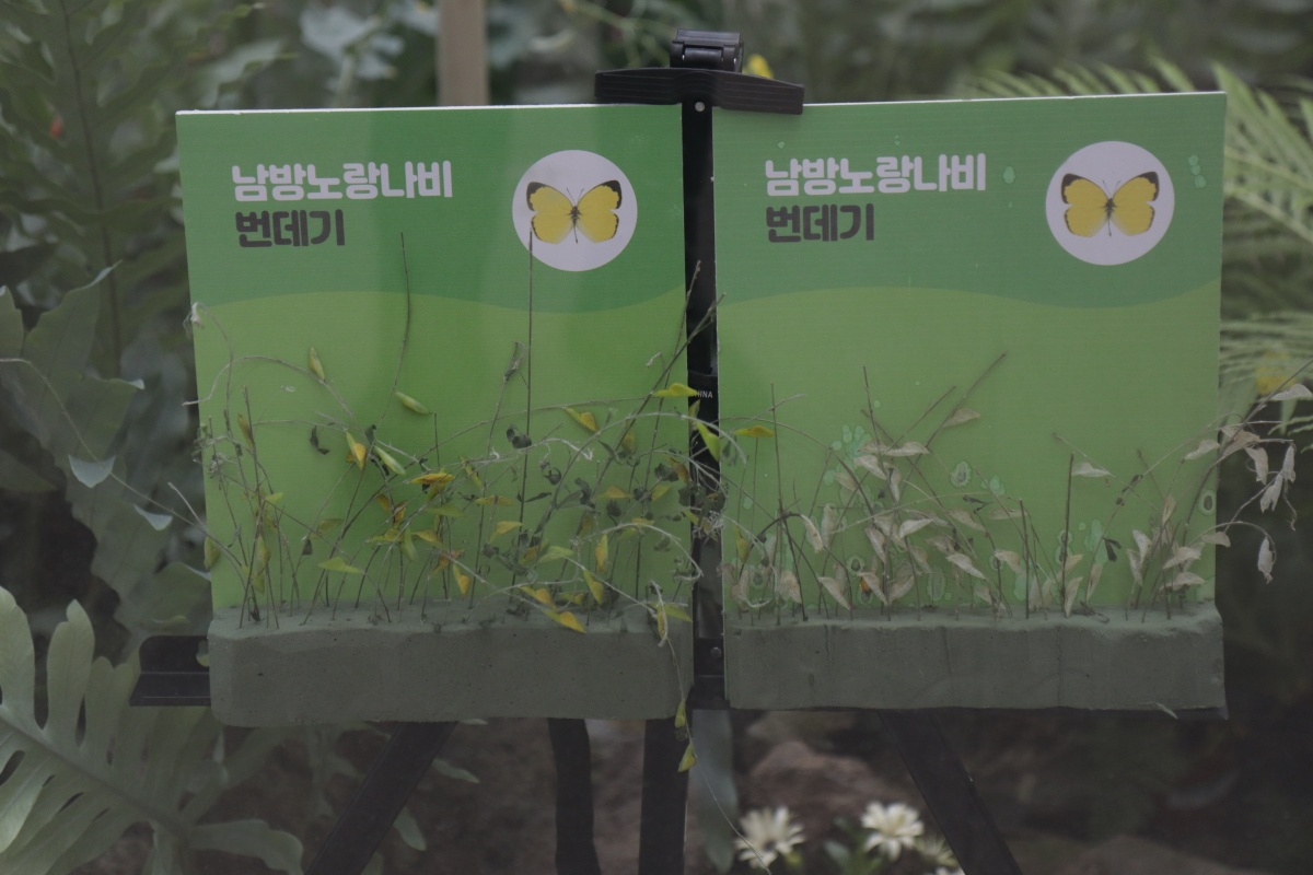 나비 번데기 