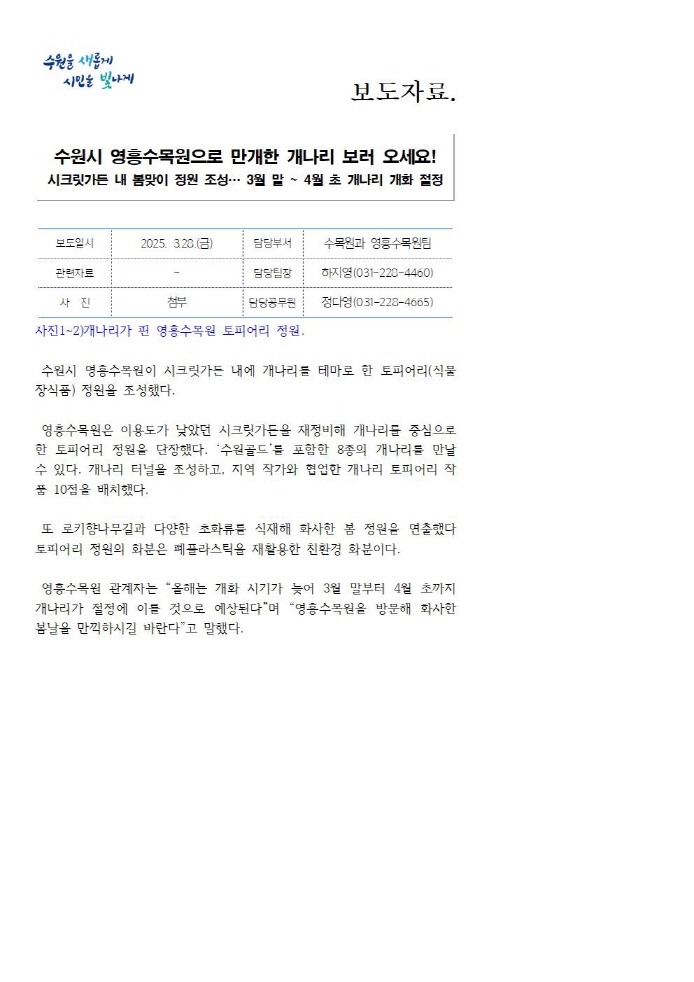영흥수목원, 만개한 개나리 보러 오세요! 시크릿가든 내 봄맞이 정원 조성… 3월 말 ~ 4월 초 개나리 개화 절정  https://www.suwon.go.kr/web/board/BD_board.view.doseq=20250328084621509&bbsCd=1043&pageType= &showSummaryYn=N&delDesc=&q_ctgCd=&q_currPage=1&q_sortName=&q_sortOrder=&q_searchKeyType=TITLE ___1002&q_searchKey=&q_searchVal=%EC%98%81%ED%9D%A5&q_rowPerPage=10