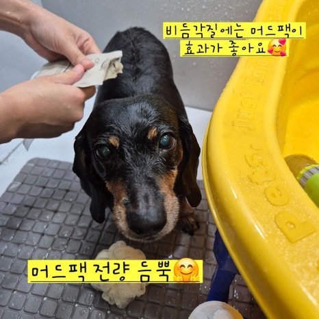 위탁목욕을 받는 반려견들의 모습입니다. 능숙한 사장님의 손길에 편하게 목욕을 받고 있는 강아지들을 볼 수 있어요. 셀프 목욕이 어려우신 분들은 위탁목욕을 맡겨주시면 깔끔하게 목욕시켜 드려요 ^^