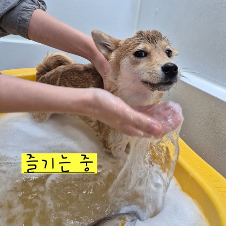 위탁목욕을 받는 반려견들의 모습입니다. 능숙한 사장님의 손길에 편하게 목욕을 받고 있는 강아지들을 볼 수 있어요. 셀프 목욕이 어려우신 분들은 위탁목욕을 맡겨주시면 깔끔하게 목욕시켜 드려요 ^^