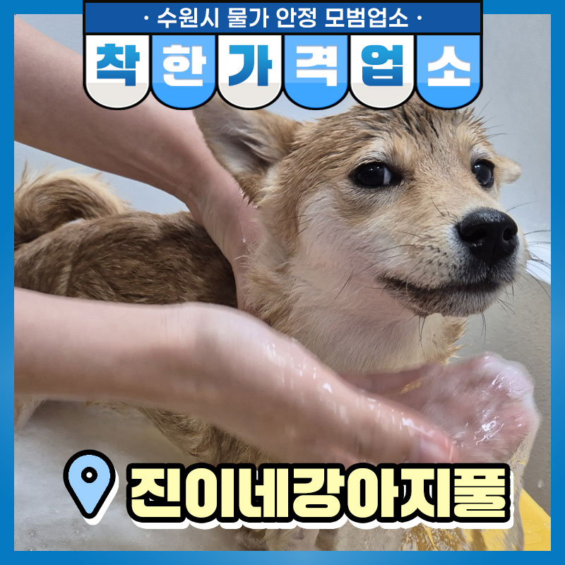 반려동물을 키우는 가구가 많은 요즘, 반려동물과 관련된 산업 또한 다양하게 발전하고 있는데요. 특히 반려견은 산책과 함께 목욕도 자주 시켜줘야 하기에 미용과 목욕을 시켜주는 곳들도 많이 생겼습니다.
