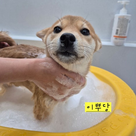 위탁목욕을 받는 반려견들의 모습입니다. 능숙한 사장님의 손길에 편하게 목욕을 받고 있는 강아지들을 볼 수 있어요. 셀프 목욕이 어려우신 분들은 위탁목욕을 맡겨주시면 깔끔하게 목욕시켜 드려요 ^^