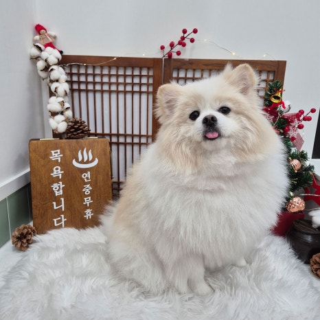 진이네강아지풀에는 귀여운 포토존도 마련돼 있어요. 깨끗하게 목욕하고 뽀송한 반려견과 함께 귀여운 사진 한번 찍어보세요 ^^