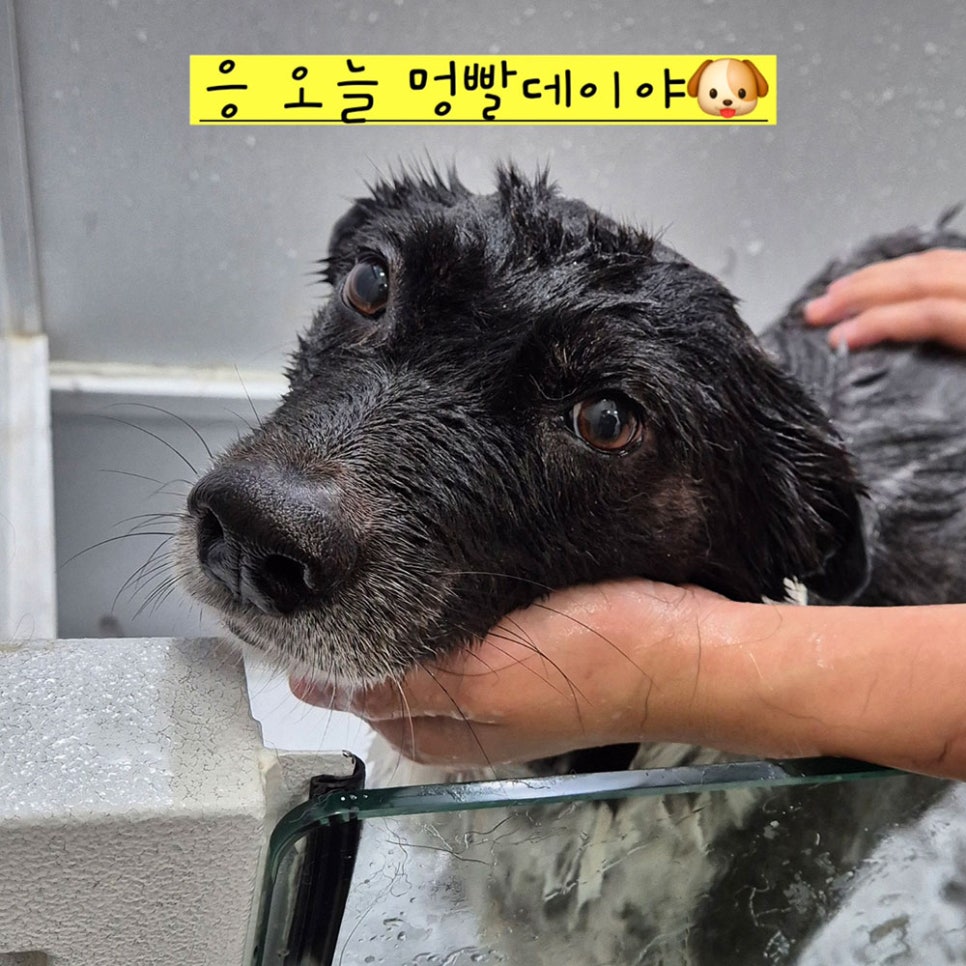 위탁목욕을 받는 반려견들의 모습입니다. 능숙한 사장님의 손길에 편하게 목욕을 받고 있는 강아지들을 볼 수 있어요. 셀프 목욕이 어려우신 분들은 위탁목욕을 맡겨주시면 깔끔하게 목욕시켜 드려요 ^^