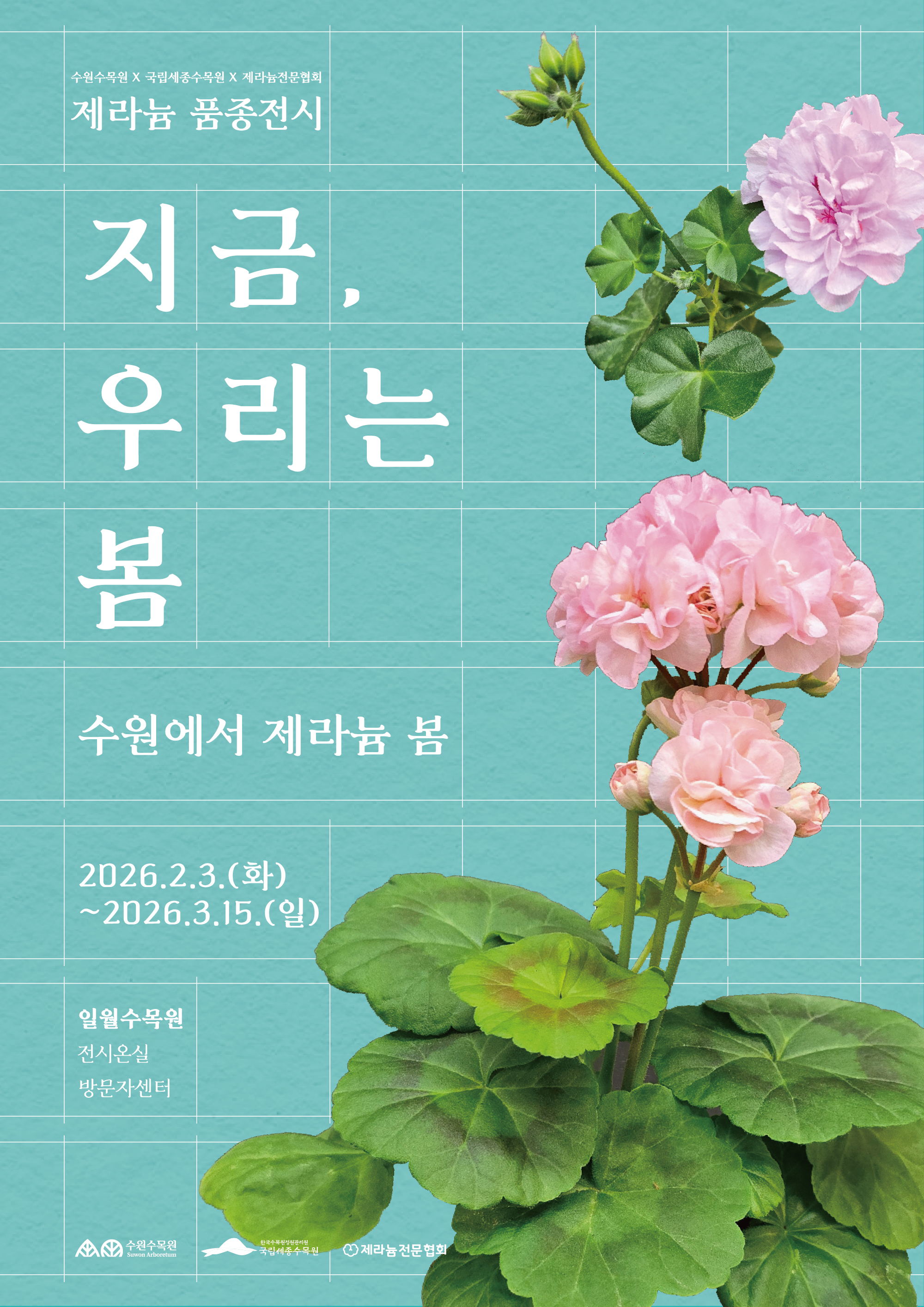 수원수목원 X 국립세종수목원 X 제라늄전문협회  제라늄 품종전시  지금, 우리는 봄  수원에서 제라늄 봄  2026.2.3.(화) ~2026.3.15.(일)  일월수목원 전시온실 방문자센터  수원수목원 국립세종수목원 제라늄전문협회