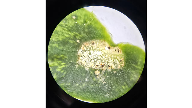 반려식물 치료를 위한 확대 사진
