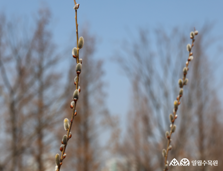 호랑버들(Salix caprea L.) 학명 Salix caprea L. 과명 버드나무과 (Salicaceae) 영명 Goat willow 수목원 내 위치 산림습원 특징 • 높이 약 6m, 최대 15m까지 자람. • 개화 3~4월. 잎보다 먼저 꽃이 피며 암수딴그루. • 은회색 꼬리모양꽃차례가 전년지의 줄기와 잎자루 사이에 달림. • 종자와 삽목으로 번식함. • 적색목록 약관심(LC) • 내한성 지도(USDA Plant Hardiness Zone) : 3~8 ※ APG Ⅳ 분류체계를 따라 과명이 작성되었습니다. ※ 국립수목원 ‘국가표준식물목록’, 영국왕립원예학회(RHS)를 참고하여 작성하였습니다.