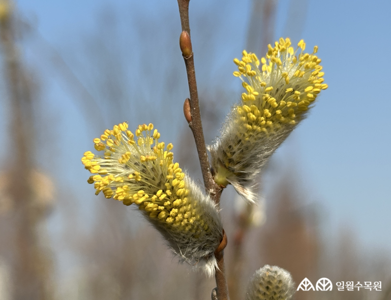 호랑버들(Salix caprea L.) 학명 Salix caprea L. 과명 버드나무과 (Salicaceae) 영명 Goat willow 수목원 내 위치 산림습원 특징 • 높이 약 6m, 최대 15m까지 자람. • 개화 3~4월. 잎보다 먼저 꽃이 피며 암수딴그루. • 은회색 꼬리모양꽃차례가 전년지의 줄기와 잎자루 사이에 달림. • 종자와 삽목으로 번식함. • 적색목록 약관심(LC) • 내한성 지도(USDA Plant Hardiness Zone) : 3~8 ※ APG Ⅳ 분류체계를 따라 과명이 작성되었습니다. ※ 국립수목원 ‘국가표준식물목록’, 영국왕립원예학회(RHS)를 참고하여 작성하였습니다.