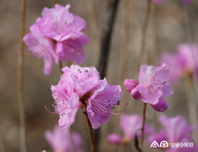 진달래 학명: Rhododendron mucronulatum Turcz. 과명(APG IV): 진달래과 Ericaceae 영명: Korean rhododendron 수목원 내 위치 다산정원 특징 • 원산지 한반도·러시아·중국·일본 등 동아시아 • 개화 3~4월. 잎이 나기 전에 가지 끝에 분홍색 꽃이 먼저 핌. • 꽃잎은 끝이 5갈래로 갈라지며, 10개의 길게 뻗은 수술과 1개의 암술이 있음. • 삽목, 포기나무기와 종자 파종으로 번식 • 내한성 지도(USDA Plant Hardiness Zone) : 4~8 ※ APG Ⅳ 분류체계를 따라 과명이 작성되었습니다. ※ 국립수목원 ‘국가표준식물목록’, 영국왕립원예학회(RHS)를 참고하여 작성하였습니다.