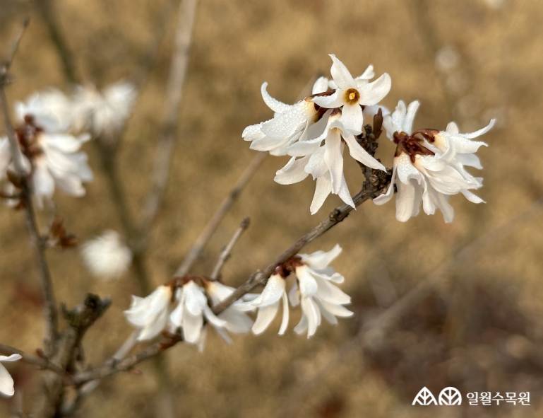 미선나무 학명: Abeliophyllum distichum Nakai 과명(APG IV): 물푸레나무과 Oleaceae 영명 Korean abeliophyllum 수목원 내 위치 초지원 특징 • 우리나라에서만 자생하는 1속 1종의 특산식물. • 개화 3~4. 주로 흰색 꽃이 잎보다 먼저 핌. • 꽃에 향기가 있고, 둥근 부채 모양 열매가 달림. • 삽목이나 포기나무기로 번식 • 적색목록위기(EN) • 내한성 지도(USDA Plant Hardiness Zone) : 4~8 ※ APG Ⅳ 분류체계를 따라 과명이 작성되었습니다. ※ 국립수목원 ‘국가표준식물목록’, 영국왕립원예학회(RHS)를 참고하여 작성하였습니다.