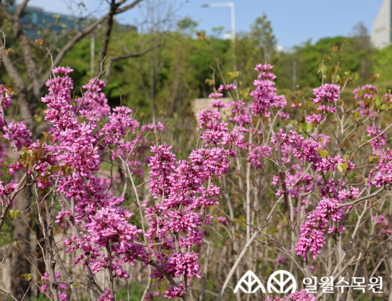 박태기나무(Cercis chinensis Bunge)  학명 Cercis chinensis Bunge 과명  콩과 (Fabaceae) 영명 Chinese redbud  수목원 내 위치 생태관찰원  특징  • 원산지 중국 • 높이 3~5m의 낙엽 활엽 관목. • 개화 4~5월. 자주색 꽃이 잎보다 먼저 오래된 가지에서 7-30개 정도 모여 핌.  • 잎은 하트 모양으로 두꺼우며 표면에 윤기가 남. • 나무껍질은 회갈색이며, 일년생가지는 지그재그로 자람. • 종자 파종, 포기나누기, 삽목으로 번식. • 내한성 지도(USDA Plant Hardiness Zone) : 6~9  ※ APG Ⅳ 분류체계를 따라 과명이 작성되었습니다. ※ 국립수목원 ‘국가표준식물목록’, 영국왕립원예학회(RHS)를 참고하여 작성하였습니다.