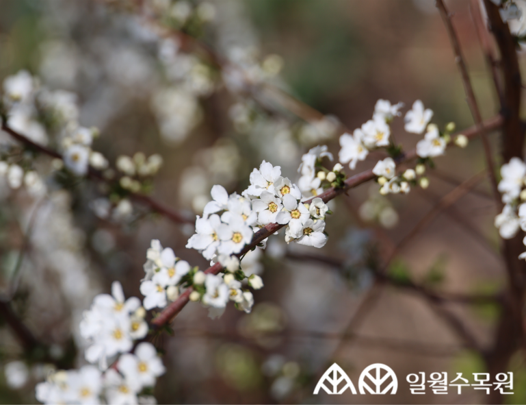 조팝나무(Spiraea prunifolia f. simpliciflora Nakai) 학명 Spiraea prunifolia f. simpliciflora Nakai 과명 장미과 (Rosaceae) 영명 Simple bridalwreath spiraea 수목원 내 위치 관목원 특징 • 원산지 중국 • 높이 1.5~2m 정도의 낙엽 활엽 관목. • 개화 4~5월. 흰색 꽃이 짧은 가지 끝에 4~6개씩 모여 달림. • 잎은 달걀 모양 또는 긴 타원형으로 가지에 하나씩 어긋나게 달림. • 가지는 밤색이며 능선이 있음. • 열매는 3~4mm 정도로 작고 8~10월에 성숙함. • 종자파종, 삽목 및 포기나누기로 번식. • 내한성 지도(USDA Plant Hardiness Zone) : 4~8 ※ APG Ⅳ 분류체계를 따라 과명이 작성되었습니다. ※ 국립수목원 ‘국가표준식물목록’, 영국왕립원예학회(RHS)를 참고하여 작성하였습니다.