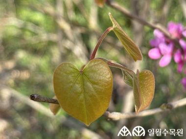 박태기나무(Cercis chinensis Bunge)  학명 Cercis chinensis Bunge 과명  콩과 (Fabaceae) 영명 Chinese redbud  수목원 내 위치 생태관찰원  특징  • 원산지 중국 • 높이 3~5m의 낙엽 활엽 관목. • 개화 4~5월. 자주색 꽃이 잎보다 먼저 오래된 가지에서 7-30개 정도 모여 핌.  • 잎은 하트 모양으로 두꺼우며 표면에 윤기가 남. • 나무껍질은 회갈색이며, 일년생가지는 지그재그로 자람. • 종자 파종, 포기나누기, 삽목으로 번식. • 내한성 지도(USDA Plant Hardiness Zone) : 6~9  ※ APG Ⅳ 분류체계를 따라 과명이 작성되었습니다. ※ 국립수목원 ‘국가표준식물목록’, 영국왕립원예학회(RHS)를 참고하여 작성하였습니다.