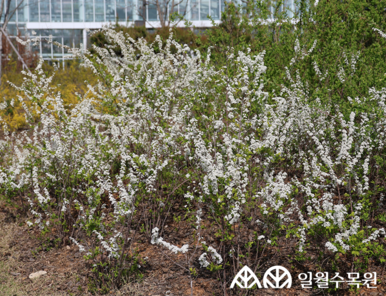 조팝나무(Spiraea prunifolia f. simpliciflora Nakai) 학명 Spiraea prunifolia f. simpliciflora Nakai 과명 장미과 (Rosaceae) 영명 Simple bridalwreath spiraea 수목원 내 위치 관목원 특징 • 원산지 중국 • 높이 1.5~2m 정도의 낙엽 활엽 관목. • 개화 4~5월. 흰색 꽃이 짧은 가지 끝에 4~6개씩 모여 달림. • 잎은 달걀 모양 또는 긴 타원형으로 가지에 하나씩 어긋나게 달림. • 가지는 밤색이며 능선이 있음. • 열매는 3~4mm 정도로 작고 8~10월에 성숙함. • 종자파종, 삽목 및 포기나누기로 번식. • 내한성 지도(USDA Plant Hardiness Zone) : 4~8 ※ APG Ⅳ 분류체계를 따라 과명이 작성되었습니다. ※ 국립수목원 ‘국가표준식물목록’, 영국왕립원예학회(RHS)를 참고하여 작성하였습니다.