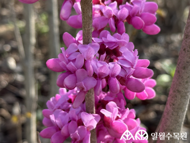 박태기나무(Cercis chinensis Bunge)  학명 Cercis chinensis Bunge 과명  콩과 (Fabaceae) 영명 Chinese redbud  수목원 내 위치 생태관찰원  특징  • 원산지 중국 • 높이 3~5m의 낙엽 활엽 관목. • 개화 4~5월. 자주색 꽃이 잎보다 먼저 오래된 가지에서 7-30개 정도 모여 핌.  • 잎은 하트 모양으로 두꺼우며 표면에 윤기가 남. • 나무껍질은 회갈색이며, 일년생가지는 지그재그로 자람. • 종자 파종, 포기나누기, 삽목으로 번식. • 내한성 지도(USDA Plant Hardiness Zone) : 6~9  ※ APG Ⅳ 분류체계를 따라 과명이 작성되었습니다. ※ 국립수목원 ‘국가표준식물목록’, 영국왕립원예학회(RHS)를 참고하여 작성하였습니다.