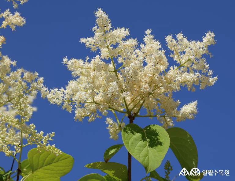 개회나무(Syringa reticulata var. amurensis (Rupr.) J.S.Pringle) 학명 Syringa reticulata var. amurensis (Rupr.) J.S.Pringle 과명 물푸레나무과 (Oleaceae) 영명 Manchurian lilac 수목원 내 위치 습지원, 빗물정원, 숲정원, 다산정원 특징 • 원산지 한국, 중국, 일본, 러시아 • 높이 4~6m의 낙엽 활엽 소교목 또는 관목 • 개화 5~7월. 전년도 가지 끝에 흰색 꽃들이 원뿔 모양으로 모여 피며, 향기가 진함. • 잎은 넓은 달걀 모양으로 양면에 털이 없으며 가장자리가 밋밋함. • 줄기는 회갈색이며 가로무늬 피목이 뚜렷 발달함. • 종자, 삽목 또는 접목으로 번식 • 내한성 지도(USDA Plant Hardiness Zone) : 4~8 ※ APG Ⅳ 분류체계를 따라 과명이 작성되었습니다. ※ 국립수목원 ‘국가표준식물목록’, 영국왕립원예학회(RHS)를 참고하여 작성하였습니다.