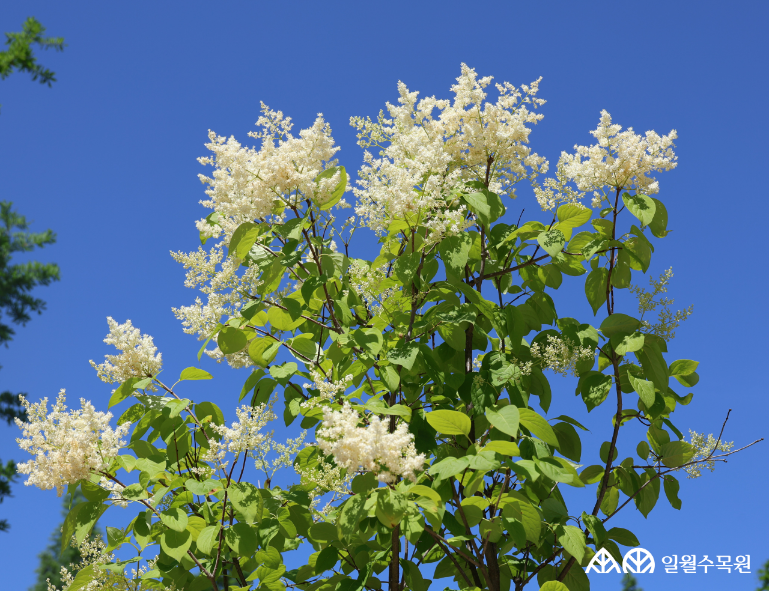 개회나무(Syringa reticulata var. amurensis (Rupr.) J.S.Pringle) 학명 Syringa reticulata var. amurensis (Rupr.) J.S.Pringle 과명 물푸레나무과 (Oleaceae) 영명 Manchurian lilac 수목원 내 위치 습지원, 빗물정원, 숲정원, 다산정원 특징 • 원산지 한국, 중국, 일본, 러시아 • 높이 4~6m의 낙엽 활엽 소교목 또는 관목 • 개화 5~7월. 전년도 가지 끝에 흰색 꽃들이 원뿔 모양으로 모여 피며, 향기가 진함. • 잎은 넓은 달걀 모양으로 양면에 털이 없으며 가장자리가 밋밋함. • 줄기는 회갈색이며 가로무늬 피목이 뚜렷 발달함. • 종자, 삽목 또는 접목으로 번식 • 내한성 지도(USDA Plant Hardiness Zone) : 4~8 ※ APG Ⅳ 분류체계를 따라 과명이 작성되었습니다. ※ 국립수목원 ‘국가표준식물목록’, 영국왕립원예학회(RHS)를 참고하여 작성하였습니다.