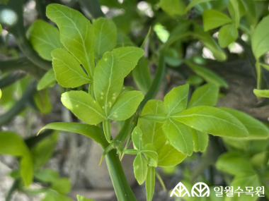 탱자나무 '플라잉 드래곤'