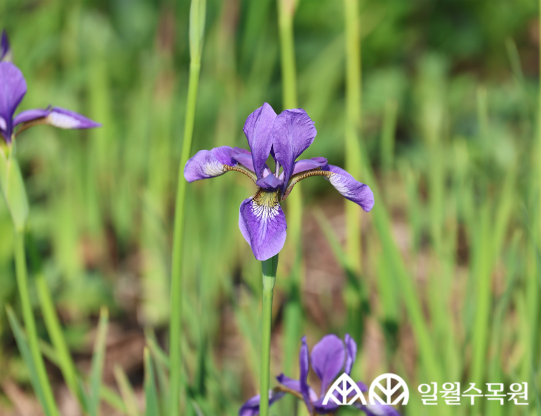 붓꽃(Iris sanguinea Donn ex Hornem.) 학명 Iris sanguinea Donn ex Hornem. 과명 붓꽃과 (Iridaceae) 영명 Blood iris 수목원 내 위치 초지원, 습지원 특징 • 높이 약 30~60cm 정도로 자라는 여러해살이풀. • 개화 5~6월. 자주색 꽃이 줄기 끝에 2~3개씩 달림. • 바깥 꽃잎은 안쪽에 노란색 바탕에 자주색 줄무늬가 있고, 안쪽 꽃잎은 꼿꼿하게 서 있음. • 잎은 곧추서며 끝이 뾰족하고 가운데 잎맥이 뚜렷하지 않음. • 종자 파종, 포기나누기로 번식 • 내한성 지도(USDA Plant Hardiness Zone) : 3~9 ※ APG Ⅳ 분류체계를 따라 과명이 작성되었습니다. ※ 국립수목원 ‘국가표준식물목록’, 영국왕립원예학회(RHS)를 참고하여 작성하였습니다.