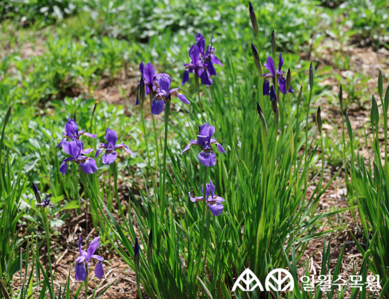 붓꽃(Iris sanguinea Donn ex Hornem.) 학명 Iris sanguinea Donn ex Hornem. 과명 붓꽃과 (Iridaceae) 영명 Blood iris 수목원 내 위치 초지원, 습지원 특징 • 높이 약 30~60cm 정도로 자라는 여러해살이풀. • 개화 5~6월. 자주색 꽃이 줄기 끝에 2~3개씩 달림. • 바깥 꽃잎은 안쪽에 노란색 바탕에 자주색 줄무늬가 있고, 안쪽 꽃잎은 꼿꼿하게 서 있음. • 잎은 곧추서며 끝이 뾰족하고 가운데 잎맥이 뚜렷하지 않음. • 종자 파종, 포기나누기로 번식 • 내한성 지도(USDA Plant Hardiness Zone) : 3~9 ※ APG Ⅳ 분류체계를 따라 과명이 작성되었습니다. ※ 국립수목원 ‘국가표준식물목록’, 영국왕립원예학회(RHS)를 참고하여 작성하였습니다.