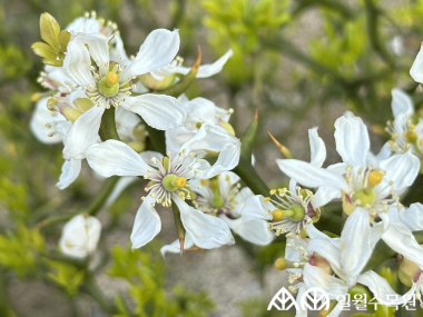 탱자나무 '플라잉 드래곤' (Poncirus trifoliata 'Flying Dragon')  학명 Poncirus trifoliata 'Flying Dragon’ 과명 운향과 (Rutaceae)  수목원 내 위치 건조정원  특징  • 낙엽 활엽 관목 • 줄기와 가시가 S자 형태로 구불구불하게 자라는 것이 특징.  • 잎은 3출엽이며 어긋나고,, 잎자루에 날개가 있음. • 개화 4~5월. 봄에 흰색 꽃이 잎보다 먼저 피며, 은은한 향기가 남. • 열매는 둥글고, 표면에 부드러운 털이 많이 나며, 향기가 좋음. • 내한성 지도(USDA Plant Hardiness Zone) : 6~9  ※ APG Ⅳ 분류체계를 따라 과명이 작성되었습니다. ※ 국립수목원 ‘국가표준식물목록’, 영국왕립원예학회(RHS)를 참고하여 작성하였습니다.