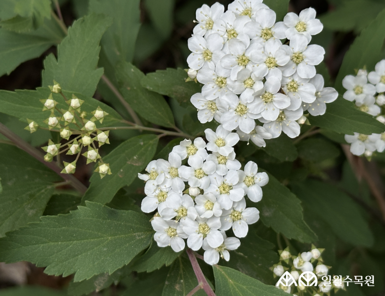 공조팝나무(Spiraea cantoniensis Lour.) 학명 Spiraea cantoniensis Lour. 과명 장미과 (Rosaceae) 영명 Reeves spiraea 수목원 내 위치 관목원 특징 • 높이 1~2m 정도로 자라는 낙엽 활엽 관목. • 개화 4~5월. 흰색 작은 꽃이 새로 난 짧은 가지 끝에 공모양으로 빽빽하게 모여 핌. • 잎은 어긋나고 타원형이며, 상반부에만 톱니가 있고 뒷면은 흰빛이 도는 것이 특징. • 줄기는 부드럽게 아래로 휘어지며, 일년생가지는 털이 없고 적갈색임. • 열매는 7~9월에 익으며 5개로 갈라지는 골돌과임. • 내한성 지도(USDA Plant Hardiness Zone) : 6~9 ※ APG Ⅳ 분류체계를 따라 과명이 작성되었습니다. ※ 국립수목원 ‘국가표준식물목록’, 영국왕립원예학회(RHS)를 참고하여 작성하였습니다.