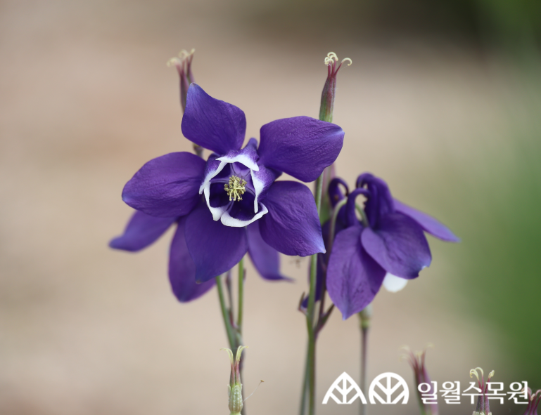 하늘매발톱(Aquilegia japonica Nakai & H.Hara) 학명 Aquilegia japonica Nakai & H.Hara 과명 미나리아재비과 (Ranunculaceae) 영명 Dwarf fan-shape columbine 수목원 내 위치 건조정원 특징 • 높이 15~30cm의 여러해살이풀. • 개화 7~8월. 밝은 하늘색 꽃이 줄기 끝에 1~3개씩 아래를 향해 달림. • 꽃잎 뒤쪽으로 뻗은 꿀주머니의 끝이 가늘어지면서 안쪽으로 둥글게 굽어있음. • 잎은 부채꼴 모양으로 3갈래로 갈라지며, 뒷면이 흰빛이 돎. • 줄기는 곧게 서며 털이 없고, 열매는 5개의 골돌로 맺힘. • 종자 파종, 포기나누기로 번식 • 내한성 지도(USDA Plant Hardiness Zone) : 3~8 ※ APG Ⅳ 분류체계를 따라 과명이 작성되었습니다. ※ 국립수목원 ‘국가표준식물목록’, 영국왕립원예학회(RHS)를 참고하여 작성하였습니다.