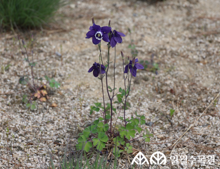하늘매발톱(Aquilegia japonica Nakai & H.Hara) 학명 Aquilegia japonica Nakai & H.Hara 과명 미나리아재비과 (Ranunculaceae) 영명 Dwarf fan-shape columbine 수목원 내 위치 건조정원 특징 • 높이 15~30cm의 여러해살이풀. • 개화 7~8월. 밝은 하늘색 꽃이 줄기 끝에 1~3개씩 아래를 향해 달림. • 꽃잎 뒤쪽으로 뻗은 꿀주머니의 끝이 가늘어지면서 안쪽으로 둥글게 굽어있음. • 잎은 부채꼴 모양으로 3갈래로 갈라지며, 뒷면이 흰빛이 돎. • 줄기는 곧게 서며 털이 없고, 열매는 5개의 골돌로 맺힘. • 종자 파종, 포기나누기로 번식 • 내한성 지도(USDA Plant Hardiness Zone) : 3~8 ※ APG Ⅳ 분류체계를 따라 과명이 작성되었습니다. ※ 국립수목원 ‘국가표준식물목록’, 영국왕립원예학회(RHS)를 참고하여 작성하였습니다.