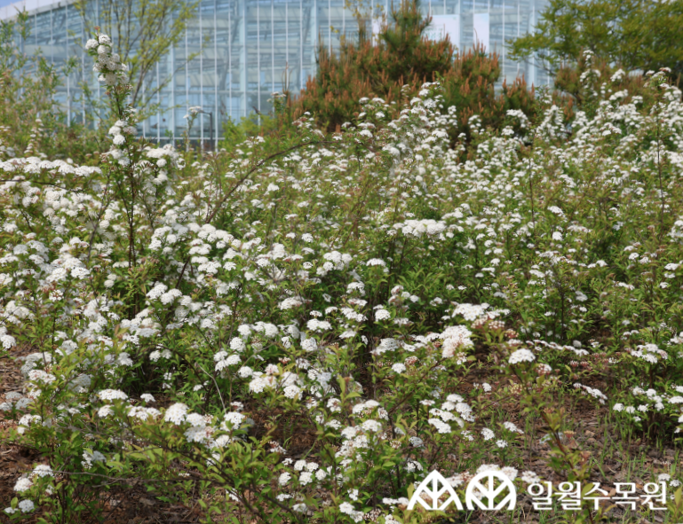 공조팝나무(Spiraea cantoniensis Lour.) 학명 Spiraea cantoniensis Lour. 과명 장미과 (Rosaceae) 영명 Reeves spiraea 수목원 내 위치 관목원 특징 • 높이 1~2m 정도로 자라는 낙엽 활엽 관목. • 개화 4~5월. 흰색 작은 꽃이 새로 난 짧은 가지 끝에 공모양으로 빽빽하게 모여 핌. • 잎은 어긋나고 타원형이며, 상반부에만 톱니가 있고 뒷면은 흰빛이 도는 것이 특징. • 줄기는 부드럽게 아래로 휘어지며, 일년생가지는 털이 없고 적갈색임. • 열매는 7~9월에 익으며 5개로 갈라지는 골돌과임. • 내한성 지도(USDA Plant Hardiness Zone) : 6~9 ※ APG Ⅳ 분류체계를 따라 과명이 작성되었습니다. ※ 국립수목원 ‘국가표준식물목록’, 영국왕립원예학회(RHS)를 참고하여 작성하였습니다.