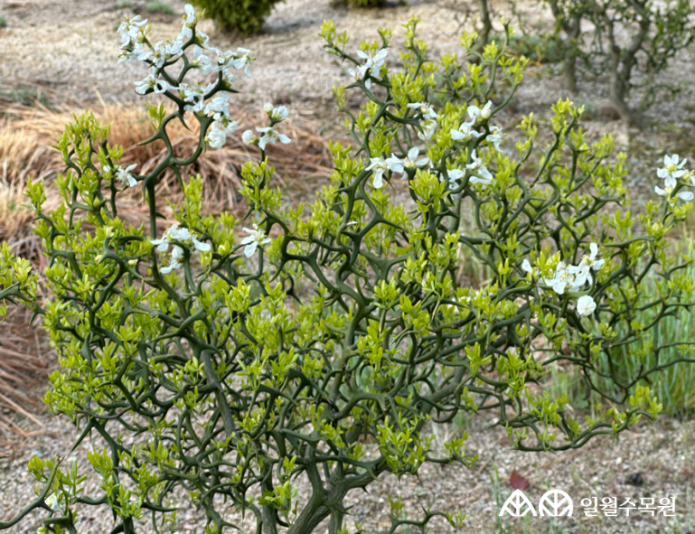 탱자나무 '플라잉 드래곤' (Poncirus trifoliata 'Flying Dragon') 학명 Poncirus trifoliata 'Flying Dragon’ 과명 운향과 (Rutaceae) 수목원 내 위치 건조정원 특징 • 낙엽 활엽 관목 • 줄기와 가시가 S자 형태로 구불구불하게 자라는 것이 특징. • 잎은 3출엽이며 어긋나고,, 잎자루에 날개가 있음. • 개화 4~5월. 봄에 흰색 꽃이 잎보다 먼저 피며, 은은한 향기가 남. • 열매는 둥글고, 표면에 부드러운 털이 많이 나며, 향기가 좋음. • 내한성 지도(USDA Plant Hardiness Zone) : 6~9 ※ APG Ⅳ 분류체계를 따라 과명이 작성되었습니다. ※ 국립수목원 ‘국가표준식물목록’, 영국왕립원예학회(RHS)를 참고하여 작성하였습니다.