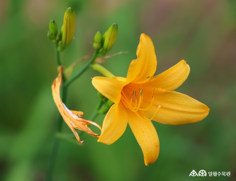 원추리(Hemerocallis fulva (L.) L.) 학명 Hemerocallis fulva (L.) L. 과명 아스포델루스과 (Asphodelaceae) 영명 Orange day-lily 수목원 내 위치 다산정원, 산채원, 채소원 특징 • 높이 약 1m 내외로 자라는 여러해살이풀. • 개화 6~8월. 꽃대 끝에 선명한 주황색 꽃 6~8송이가 모여 차례대로 피어남. • 꽃은 아침에 피었다가 저녁에 시들며 계속해서 다음 꽃이 차례로 피어남. • 잎은 칼 모양으로 밑에서 2줄로 마주나고 흰빛이 도는 녹색을 띰. • 열매는 삭과로 가을에 넓은 타원형으로 익으며 세 갈래로 벌어짐. • 파종, 포기나누기로 번식 • 내한성 지도(USDA Plant Hardiness Zone) : 3~9 ※ APG Ⅳ 분류체계를 따라 과명이 작성되었습니다. ※ 국립수목원 ‘국가표준식물목록’, 영국왕립원예학회(RHS)를 참고하여 작성하였습니다.