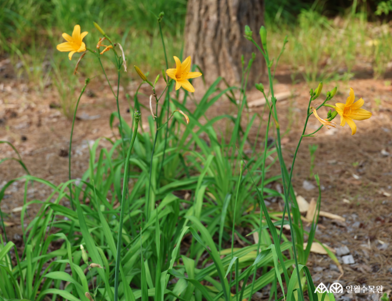 원추리(Hemerocallis fulva (L.) L.) 학명 Hemerocallis fulva (L.) L. 과명 아스포델루스과 (Asphodelaceae) 영명 Orange day-lily 수목원 내 위치 다산정원, 산채원, 채소원 특징 • 높이 약 1m 내외로 자라는 여러해살이풀. • 개화 6~8월. 꽃대 끝에 선명한 주황색 꽃 6~8송이가 모여 차례대로 피어남. • 꽃은 아침에 피었다가 저녁에 시들며 계속해서 다음 꽃이 차례로 피어남. • 잎은 칼 모양으로 밑에서 2줄로 마주나고 흰빛이 도는 녹색을 띰. • 열매는 삭과로 가을에 넓은 타원형으로 익으며 세 갈래로 벌어짐. • 파종, 포기나누기로 번식 • 내한성 지도(USDA Plant Hardiness Zone) : 3~9 ※ APG Ⅳ 분류체계를 따라 과명이 작성되었습니다. ※ 국립수목원 ‘국가표준식물목록’, 영국왕립원예학회(RHS)를 참고하여 작성하였습니다.