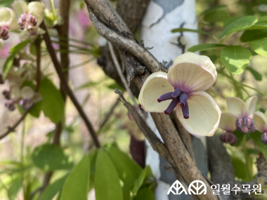 으름덩굴 학명 Akebia quinata (Houtt.) Decne. 과명 으름덩굴과 (Lardizabalaceae) 영명 Five-leaf chocolate vine  수목원 내 위치 침엽수원  특징 • 원산지 한국, 중국, 일본 등 동아시아 • 높이 12m 정도 자라는 다년생 낙엽 덩굴식물 • 작은 잎 5~6개가 손바닥 모양으로 모여 나며 털이 없음. • 개화 4~5월. 한 나무에 암꽃과 수꽃이 따로 핌. • 암꽃은 크고 적게, 수꽃은 작고 많이 달리며 꽃잎은 없고 3개의 꽃받침이 있음. • 10월경 긴 타원형 갈색 열매가 열리며, 다 익으면 껍질이 세로로 벌어져 하얀 과육과 검은 씨앗들이 드러남. • 종자, 삽목으로 번식. • 내한성 지도(USDA Plant Hardiness Zone) : 5~9  ※ APG Ⅳ 분류체계를 따라 과명이 작성되었습니다. ※ 국립수목원 ‘국가표준식물목록’, 영국왕립원예학회(RHS)를 참고하여 작성하였습니다.